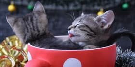 Image for category Animals Stock Footage