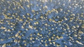 Aerial view of a winter forest.