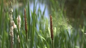 Great Reedmace or Bulrush, typha latifolia, Pollen being released from Plant, Pond in Normandy